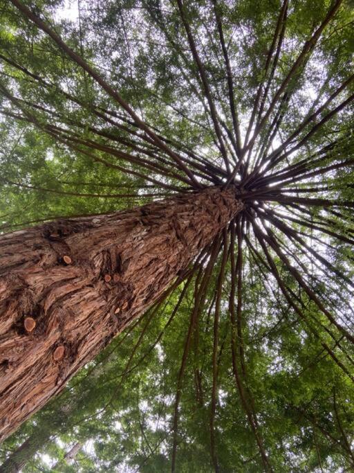 ~* The Spectacular Spyglass Treehouse *~ Оксидентал Экстерьер фото