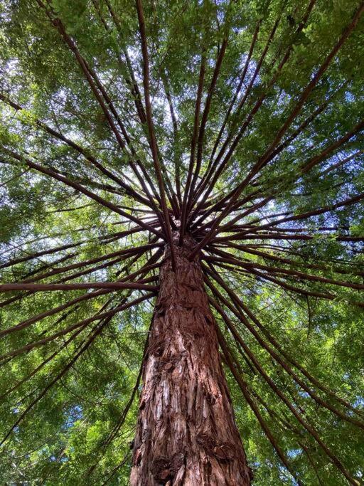 ~* The Spectacular Spyglass Treehouse *~ Оксидентал Экстерьер фото